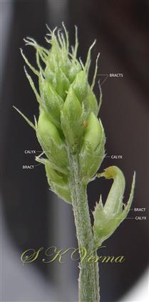  Inflorescence